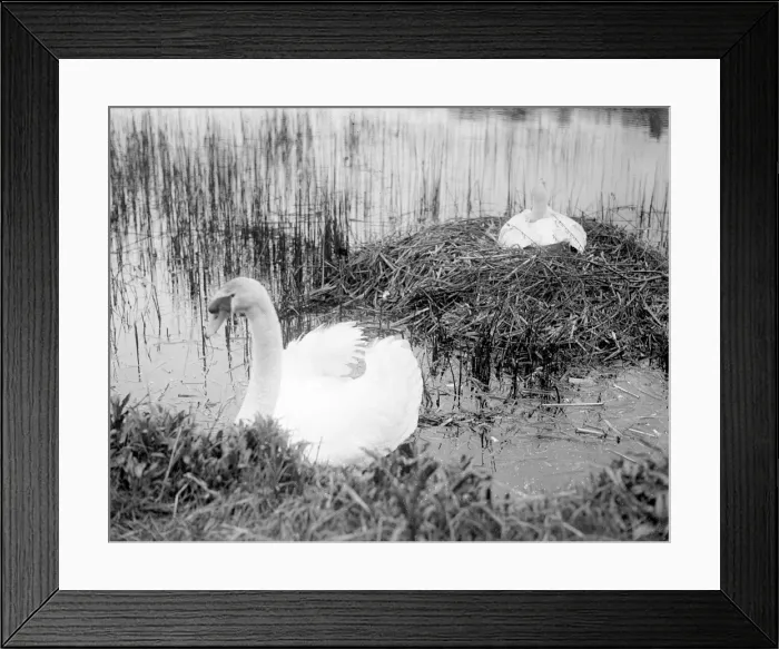Framed Print : Nesting Swans