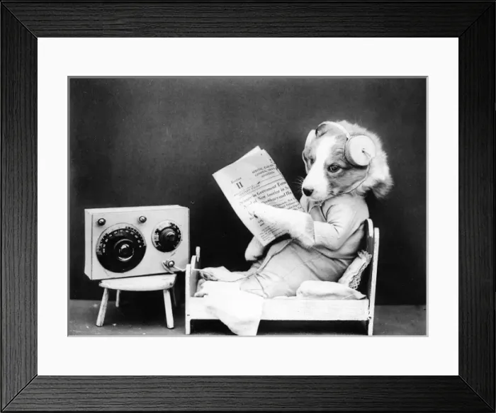 Framed Print : Dog Listening to Radio Framed Print : Dog Listening to Radio
