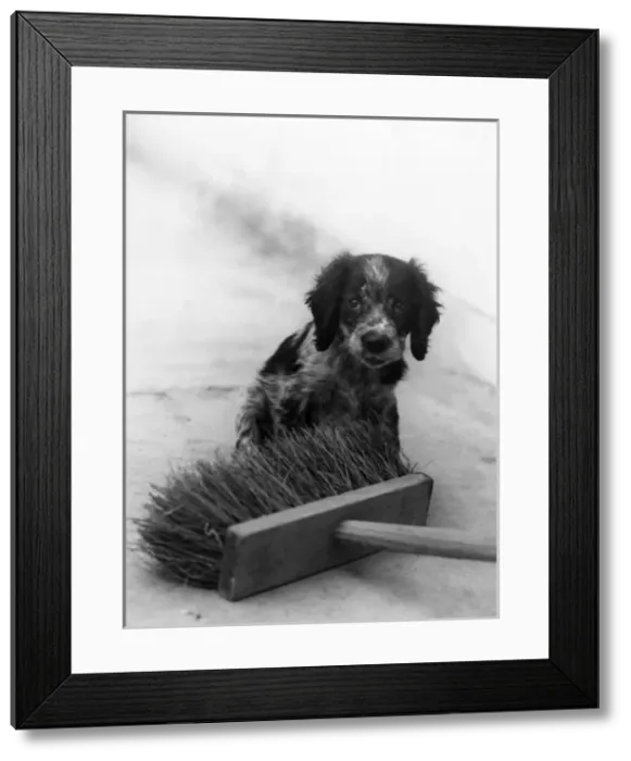 Framed Print : Dog & Brush Framed Print : Dog & Brush