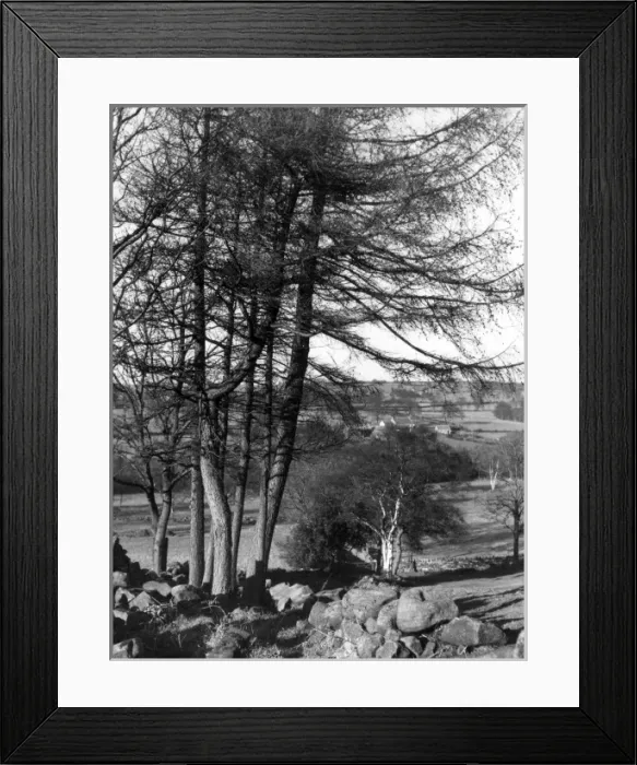 Framed Print : Larch Trees Framed Print : Larch Trees