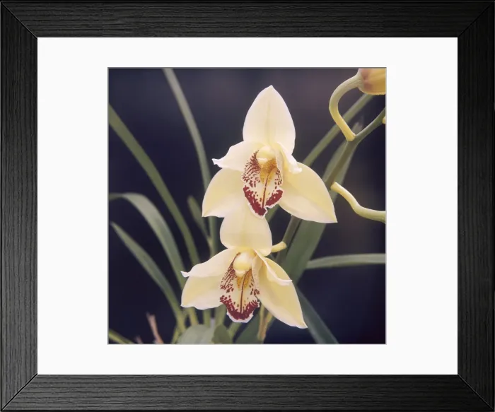 Framed Print : Plants / Orchid Framed Print : Plants / Orchid