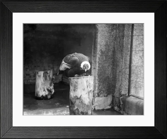 Framed Print : Legal Eagle Framed Print : Legal Eagle