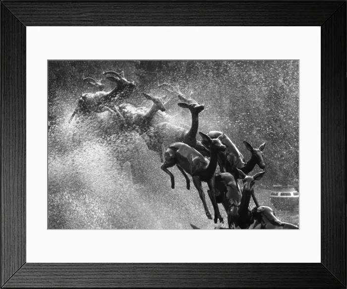 Framed Print : Springboks Statue Framed Print : Springboks Statue