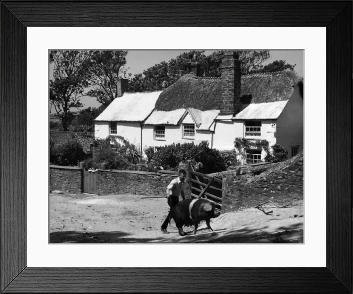 Framed Print : Goading a Sow Framed Print : Goading a Sow