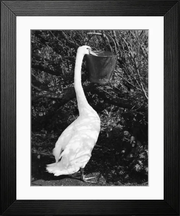 Framed Print : Swan Eating Framed Print : Swan Eating