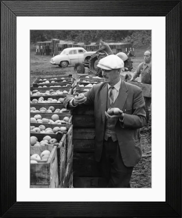Framed Print : Apple Inspector Framed Print : Apple Inspector