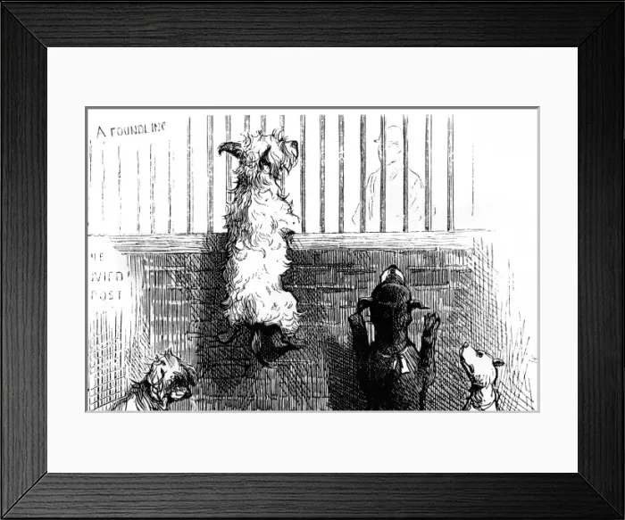 Framed Print : Stray Dogs in Pound Framed Print : Stray Dogs in Pound