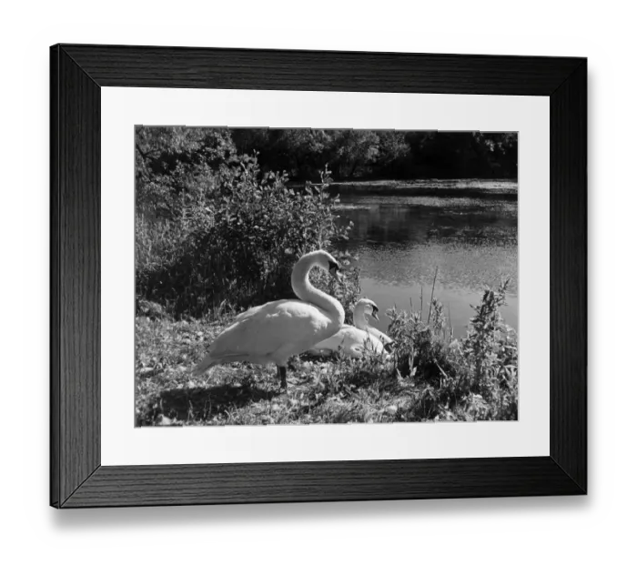 Framed Print : Swan Cob and Pen Framed Print : Swan Cob and Pen