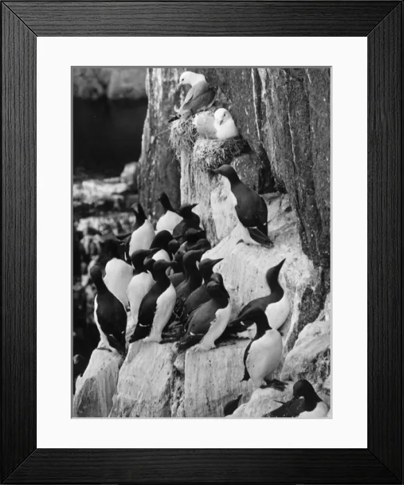 Framed Print : Guillemots & Kittiwakes Framed Print : Guillemots & Kittiwakes