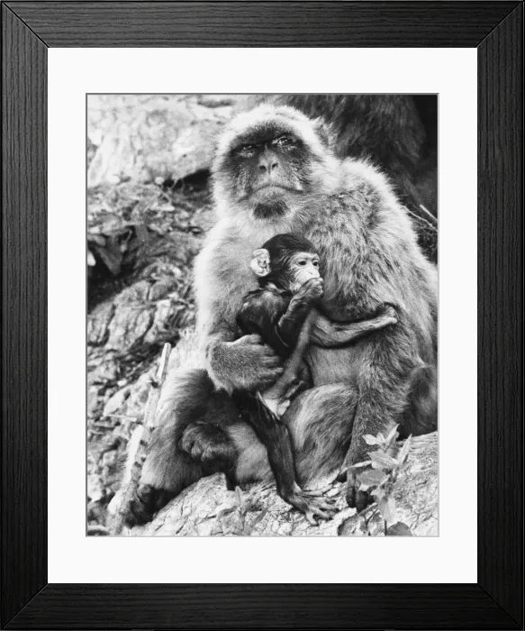 Framed Print : Barbary Ape and Young Framed Print : Barbary Ape and Young