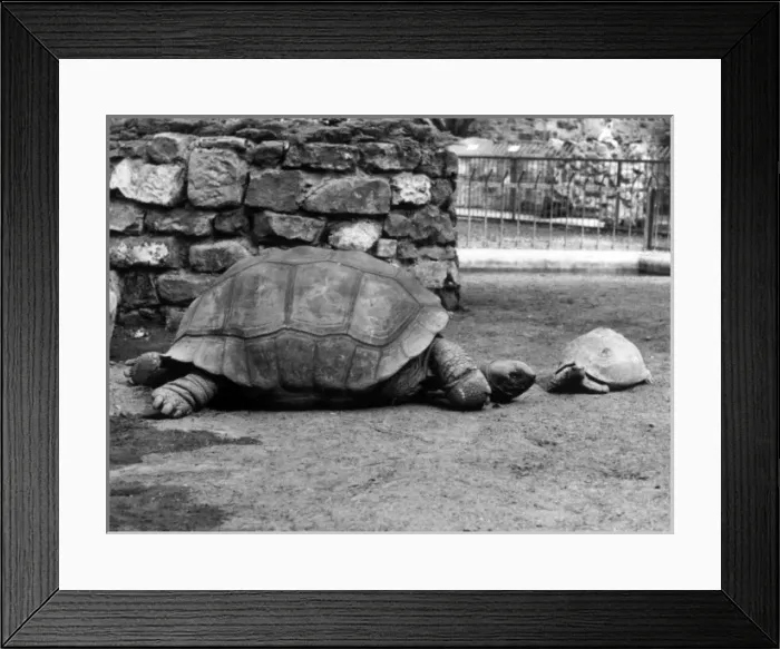 Framed Print : Giant Tortoises Framed Print : Giant Tortoises