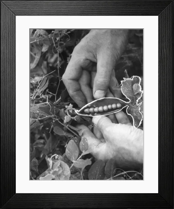 Framed Print : PEA POD. Peas in the pod. Date: 1950s Framed Print : PEA POD. Peas in the pod. Date: 1950s