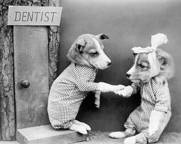Dentist Dog
