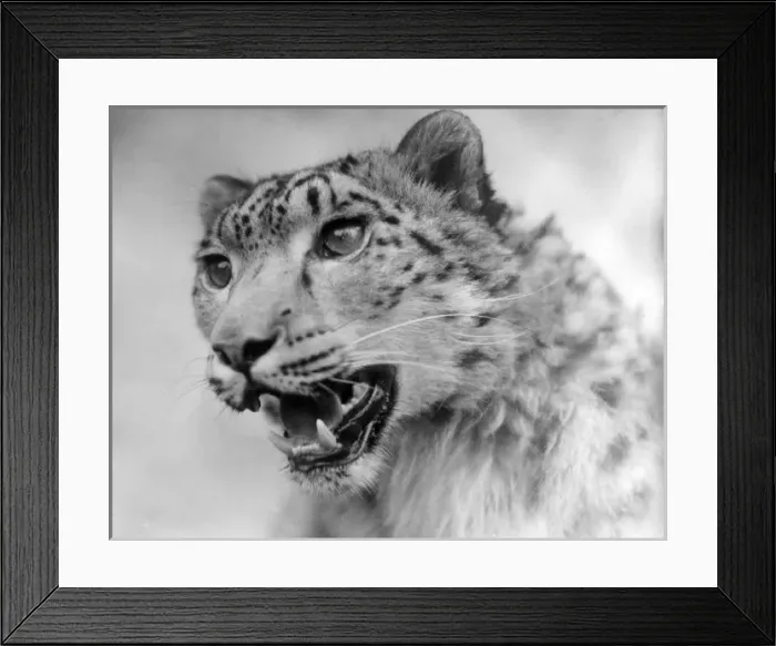 Framed Print : Head of a Leopard Framed Print : Head of a Leopard