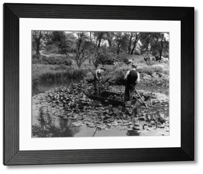 Framed Print : Thinning Water Lilies Framed Print : Thinning Water Lilies