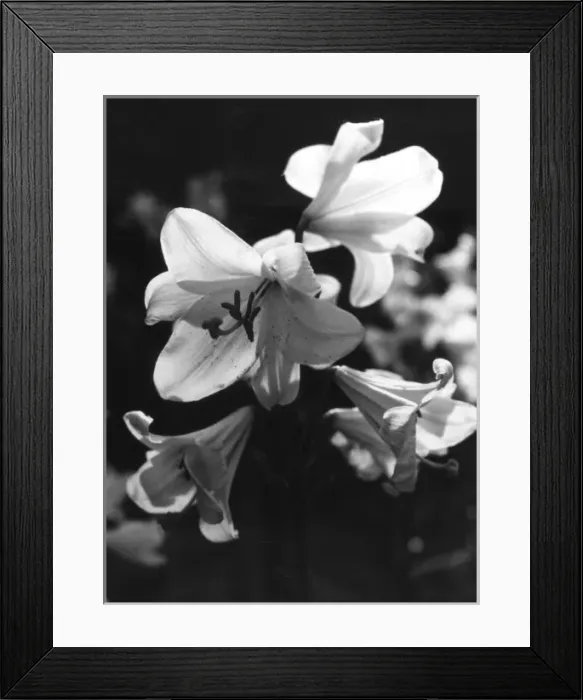 Framed Print : Madonna Lilies Framed Print : Madonna Lilies