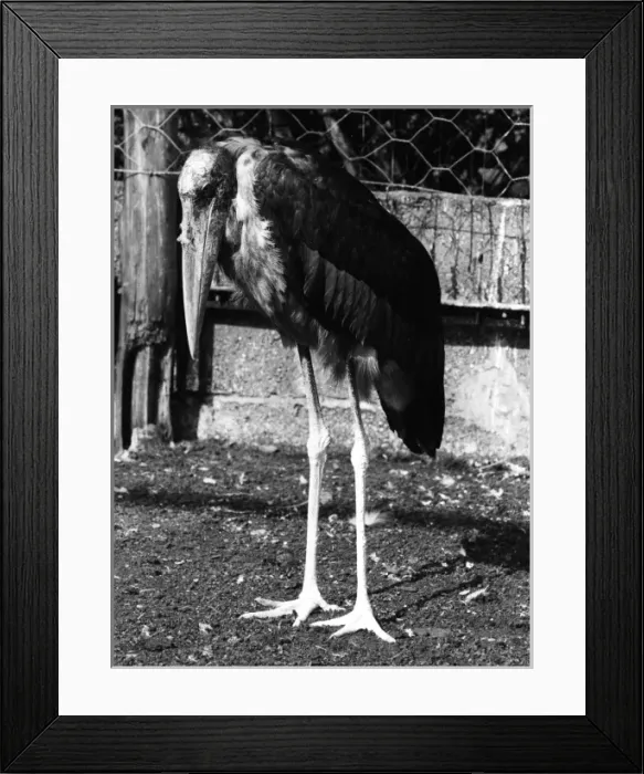 Framed Print : Picture No. 10182111 Framed Print : Picture No. 10182111