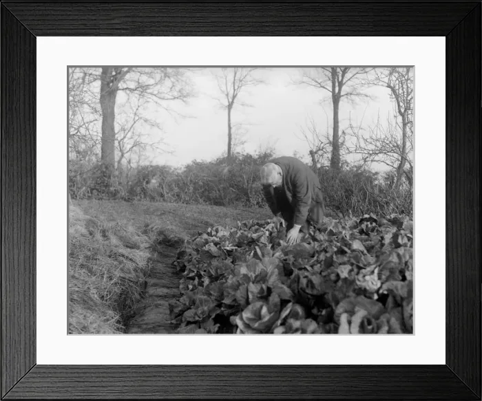 Framed Print : Cabbage Patch Framed Print : Cabbage Patch