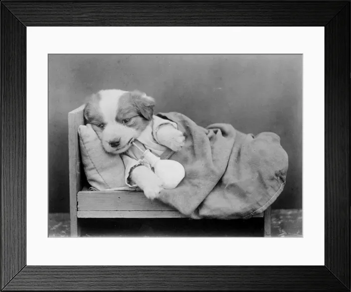 Framed Print : Sleepy Puppy Framed Print : Sleepy Puppy