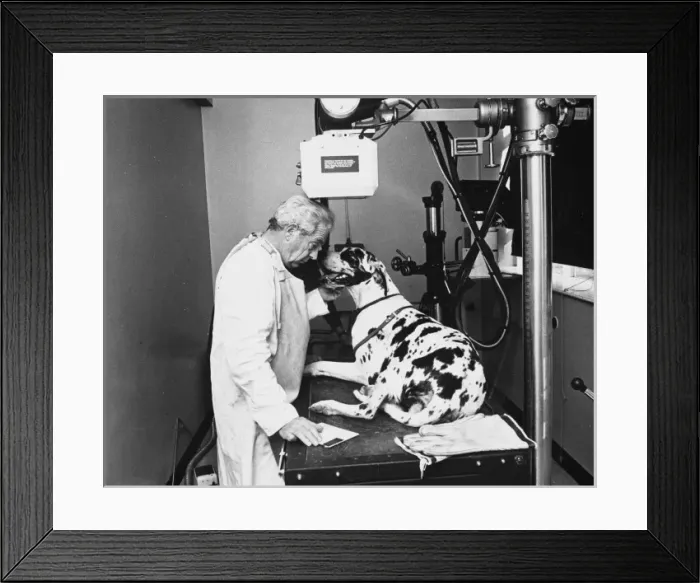 Framed Print : Great Dane has X-Ray Framed Print : Great Dane has X-Ray