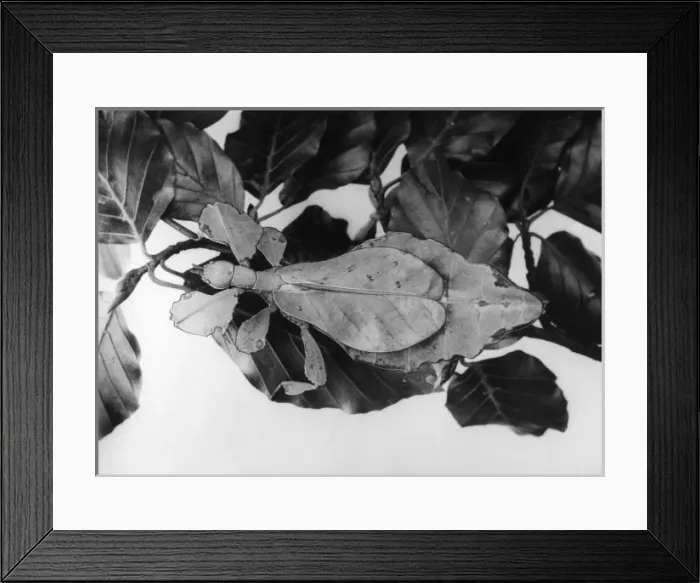 Framed Print : Leaf Insect Framed Print : Leaf Insect