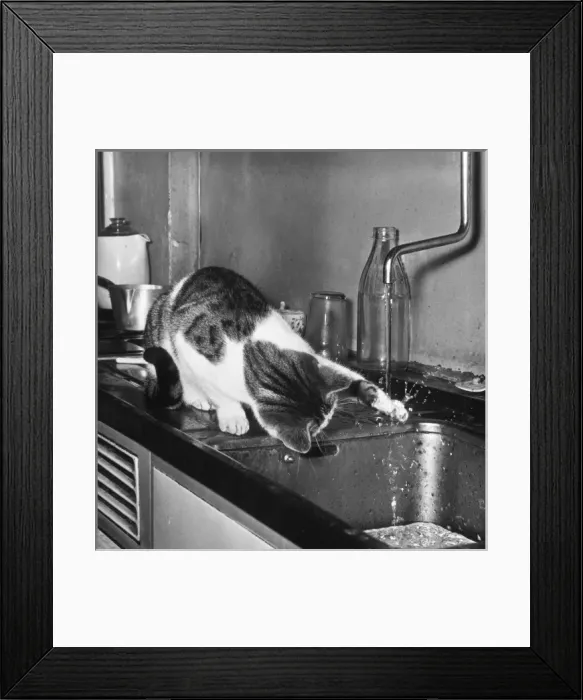 Framed Print : CAT SPLASH Framed Print : CAT SPLASH