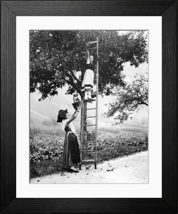 Framed Print : French Fruit Pickers Framed Print : French Fruit Pickers