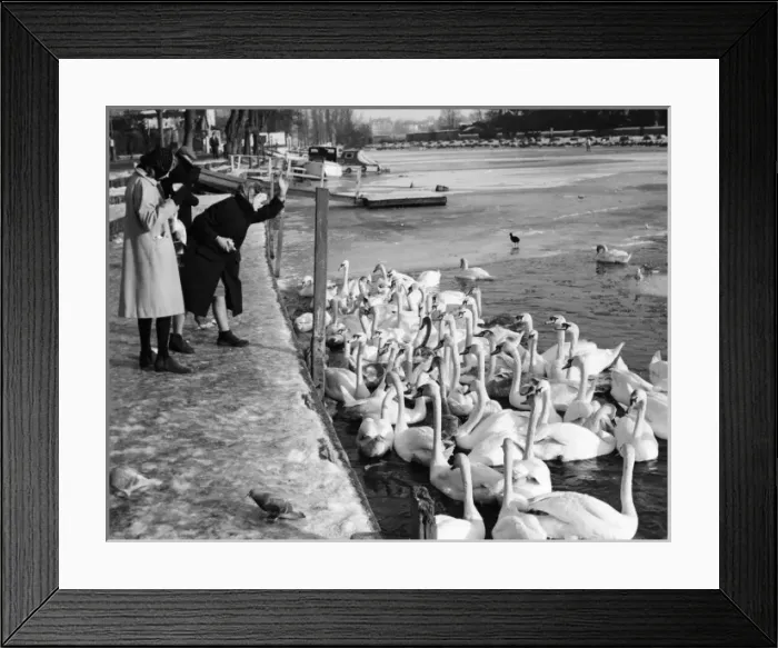 Framed Print : Feeding the Swans Framed Print : Feeding the Swans