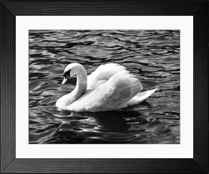Framed Print : SWAN STUDY Framed Print : SWAN STUDY