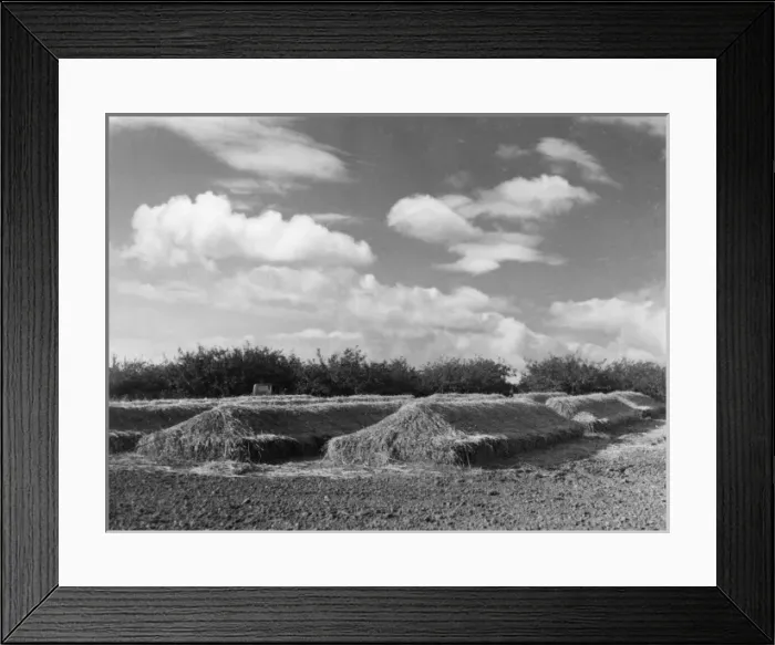 Framed Print : Bramley Apple Clamp Framed Print : Bramley Apple Clamp