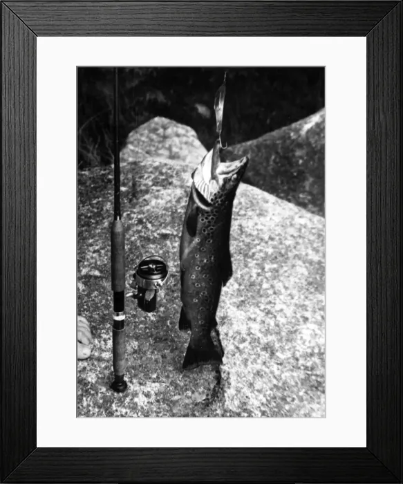 Framed Print : Large Trout Catch Framed Print : Large Trout Catch