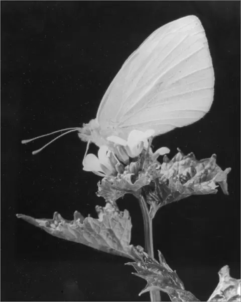 Cabbage White Butterfly