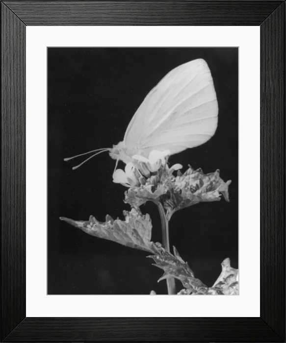 Framed Print : Cabbage White Butterfly Framed Print : Cabbage White Butterfly