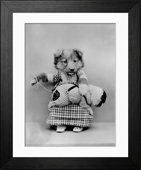 Framed Print : Doggy Seamstress Framed Print : Doggy Seamstress