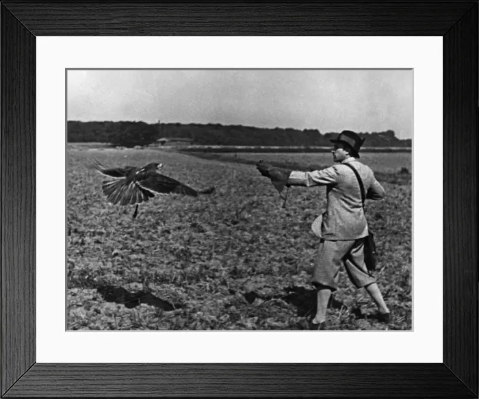 Framed Print : Falconry : Reeling In Framed Print : Falconry : Reeling In