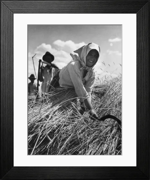 Framed Print : Hungarian Harvest Framed Print : Hungarian Harvest