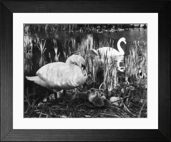 Framed Print : Swan Pen & her Cygnets Framed Print : Swan Pen & her Cygnets