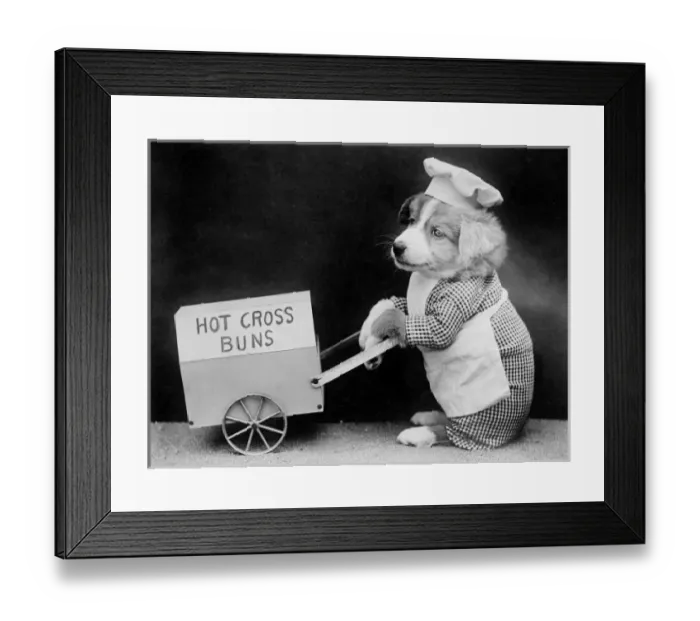 Framed Print : Dog Hot Cross Bun Seller Framed Print : Dog Hot Cross Bun Seller