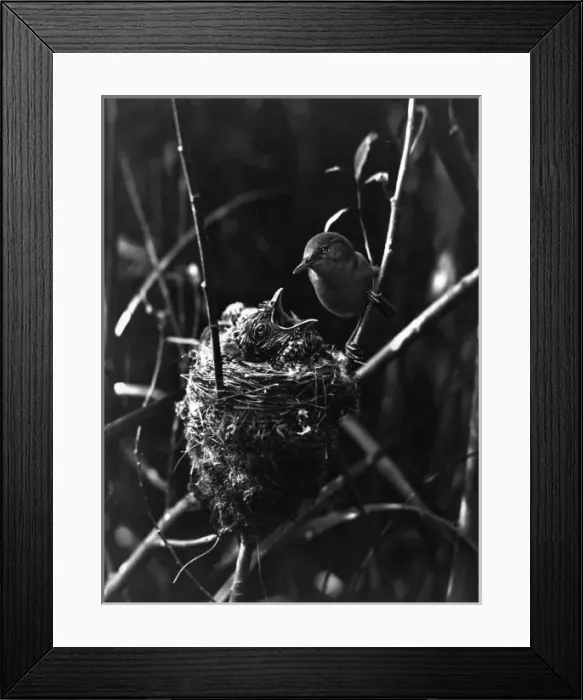 Framed Print : Cuckoo in the Nest Framed Print : Cuckoo in the Nest