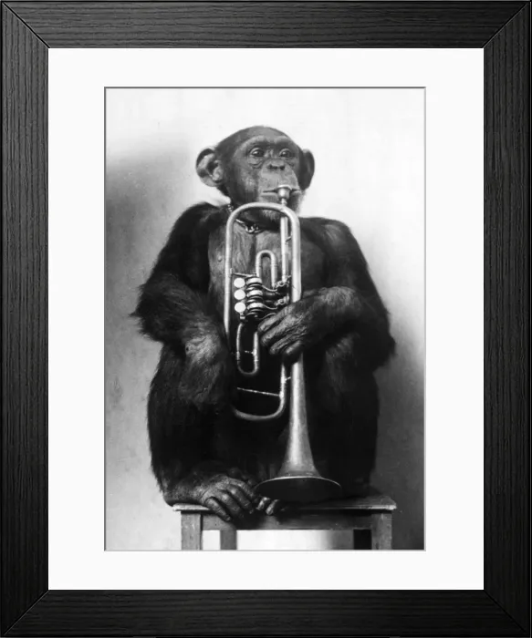 Framed Print : Chimpanzee Trumpeter Framed Print : Chimpanzee Trumpeter