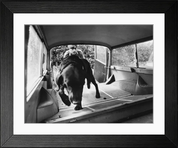 Framed Print : Police Sniffer Dog Framed Print : Police Sniffer Dog