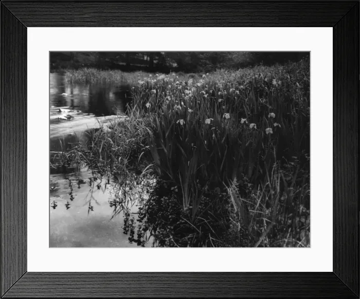 Framed Print : Wild Yellow Iris Framed Print : Wild Yellow Iris