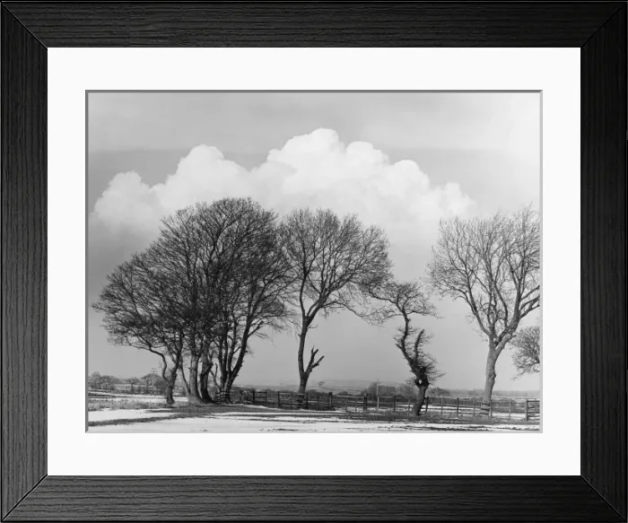 Framed Print : Winter Trees