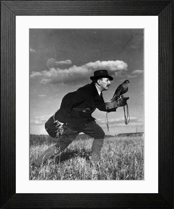 Framed Print : Falconry : Advancing Framed Print : Falconry : Advancing