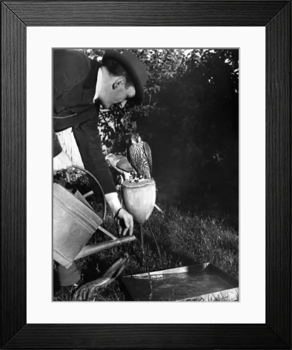 Framed Print : Falconry : Watering Framed Print : Falconry : Watering