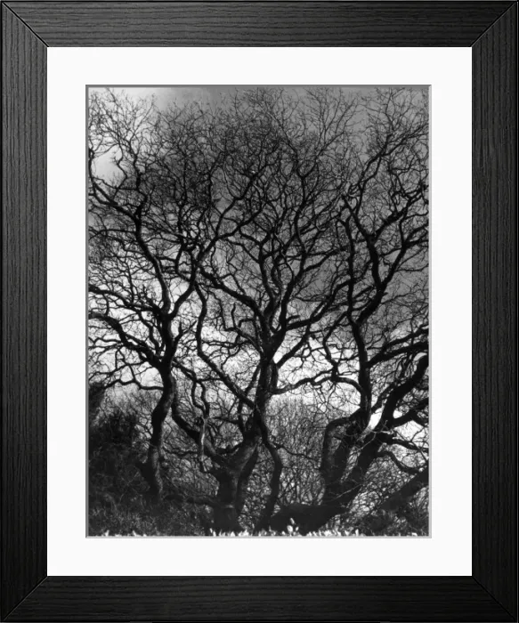 Framed Print : TREES-TRACERY Framed Print : TREES-TRACERY