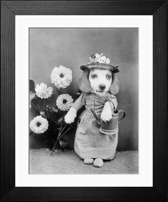 Framed Print : Doggy Gardener Framed Print : Doggy Gardener