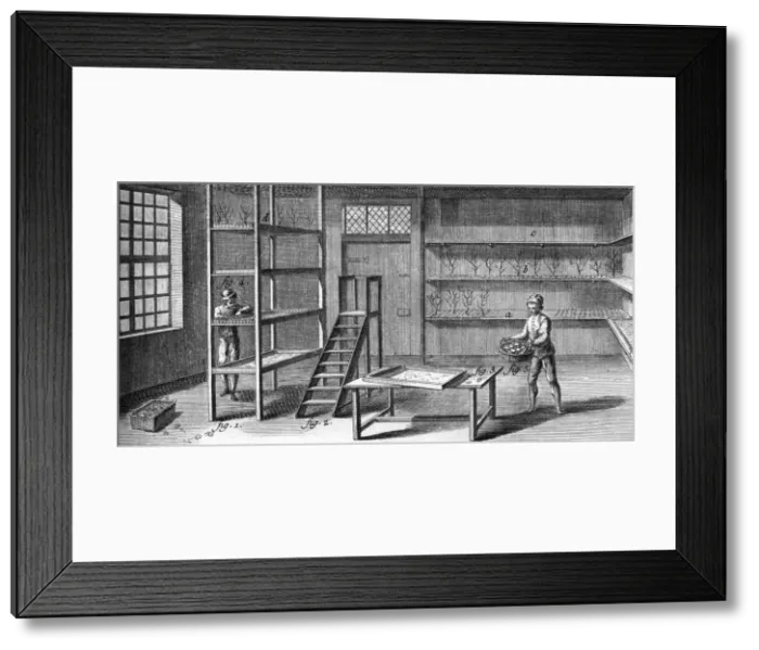 Framed Print : Cultivating Silkworms Framed Print : Cultivating Silkworms