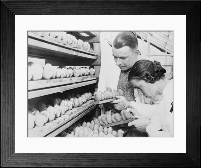 Framed Print : Testing Seed Potatoes Framed Print : Testing Seed Potatoes
