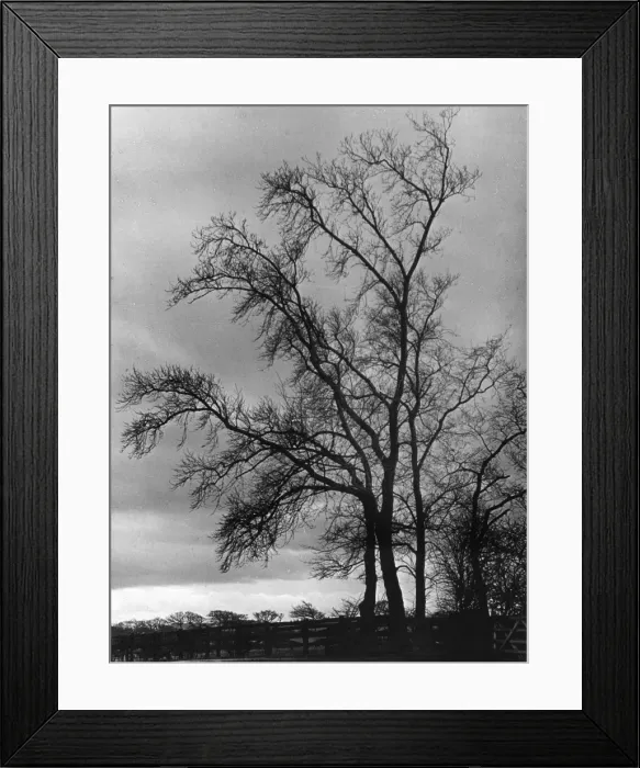 Framed Print : Bare Winter Trees Framed Print : Bare Winter Trees